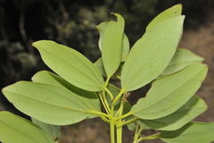 Cinnamomum wightii